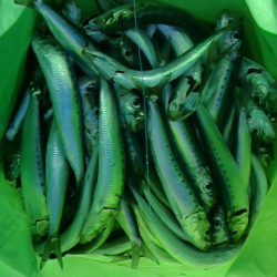 サビキしか釣れん。。