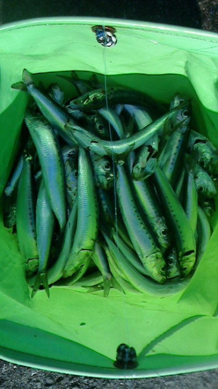 サビキしか釣れん。。