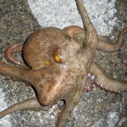 海からのお年玉w