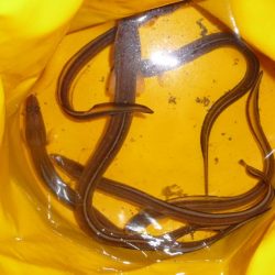 久しぶりのアナゴ釣り