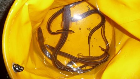 久しぶりのアナゴ釣り