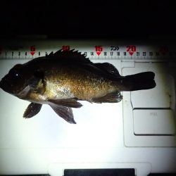 初釣り メバル&アジ爆釣