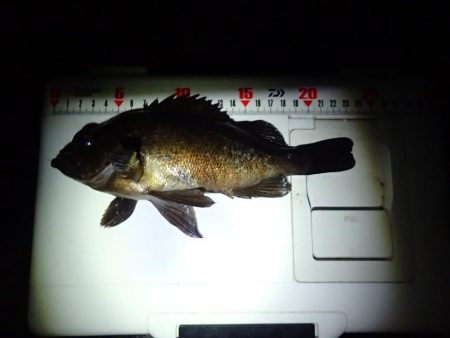 初釣り メバル&アジ爆釣