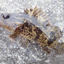 釣り初め（投げ釣り）