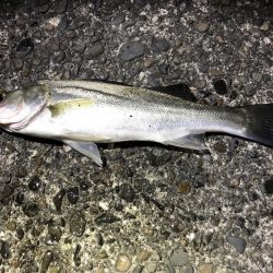 アジ狙いのはずがカサゴラッシュ