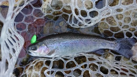 マイナス5度極寒の小柿渓谷トラウト出撃！