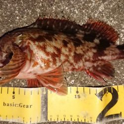 朝練、良型ガシラキャッチ成功♪