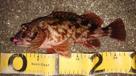 朝練、良型ガシラキャッチ成功♪