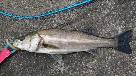 朝練、橋脚際でガツーン！