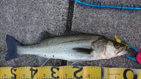 仕事帰りの夕練短時間デイゲーム