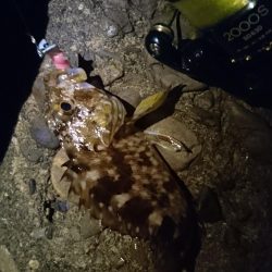 食品コンビナート ガシリング