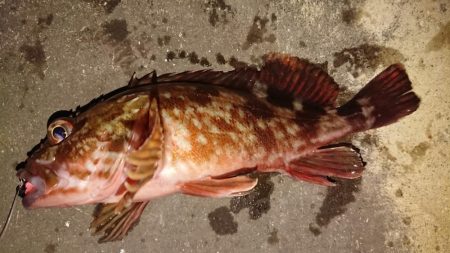 ロックフィッシュ狙いの夕練！