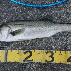 極寒爆風のミッドウインターシーバスゲーム