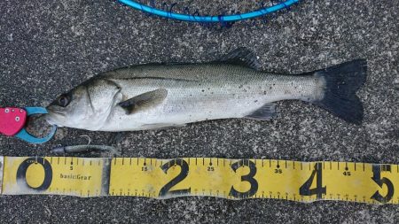 極寒爆風のミッドウインターシーバスゲーム