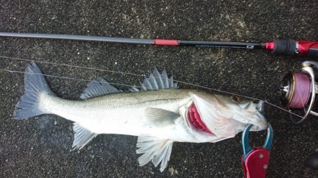 小雨のシーバス夕練