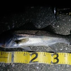 久々ナイトシーバス調査