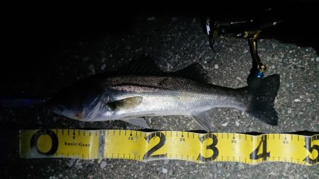 久々ナイトシーバス調査