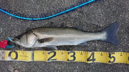 夕練デイゲームシーバス