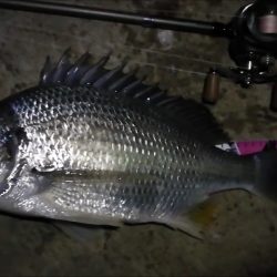 南港カモメ大橋ヘチ釣行 （年明け初キビレチヌ47cm！と ガシラ釣果有り）