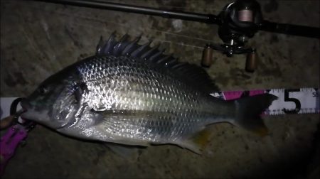 南港カモメ大橋ヘチ釣行 （年明け初キビレチヌ47cm！と ガシラ釣果有り）