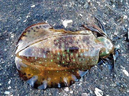 初アオリイカ釣れました!!