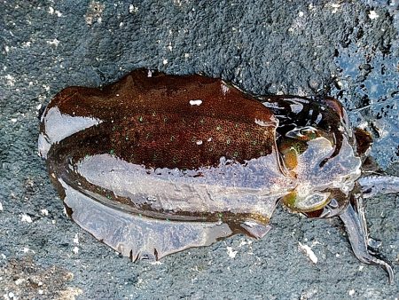 アオリイカ3杯あがりした!!