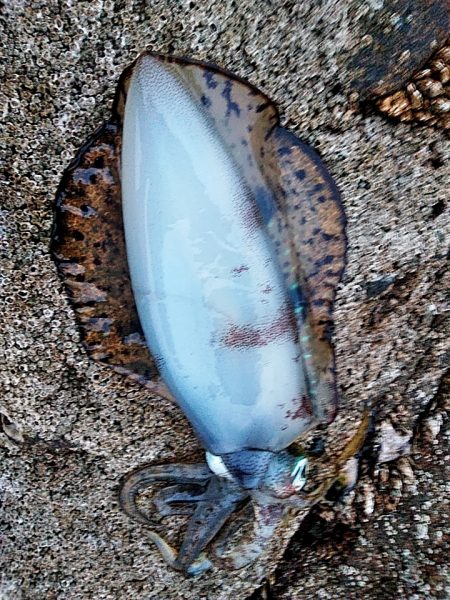 中型アオリイカ二杯上がりました!!