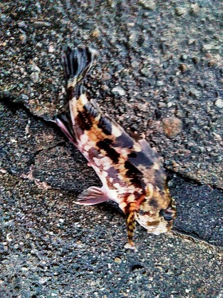 アジはいなくなったのでしょうか??