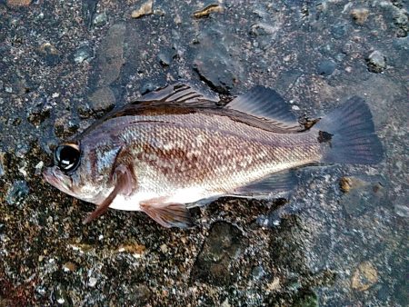 メバルが釣れまたね!!