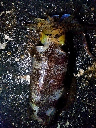 アオリイカ1杯あがりました!!