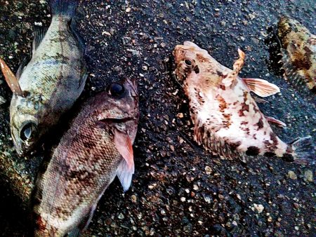 メバルとガシラ釣れましたが・・・