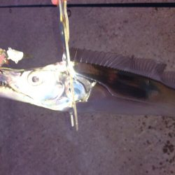 三連休最終日タチウオ