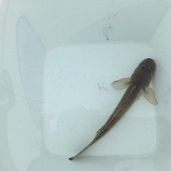 今年初の釣行で大漁