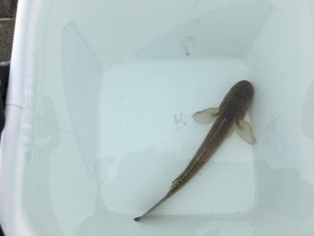 今年初の釣行で大漁