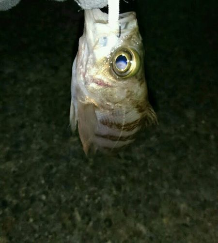 サバゲ―不成立