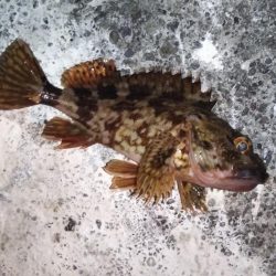 渋くても釣れる根魚