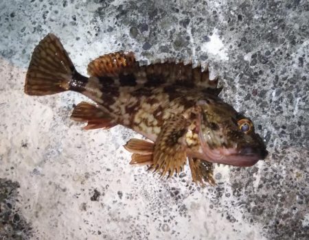 渋くても釣れる根魚