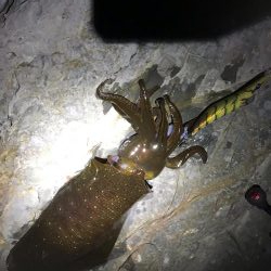 スーパームーンにほだされて冬イカ狙いのエギング釣行