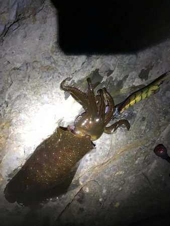 スーパームーンにほだされて冬イカ狙いのエギ…