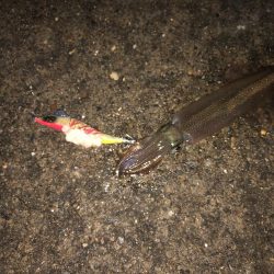 邪道エギの釣り果