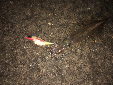 邪道エギの釣り果