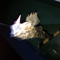 ロックフィッシュゲーム