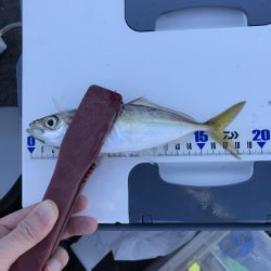 エサ無しで釣れるマイワシ