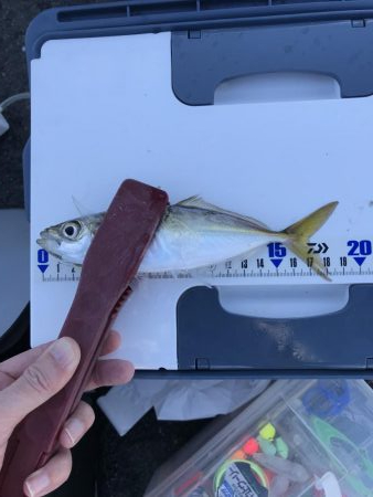 エサ無しで釣れるマイワシ