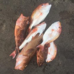 今年初の鯛ラバ