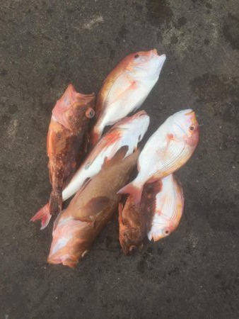 今年初の鯛ラバ