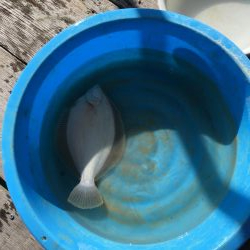 ウチノ海イカダでカレイ