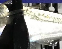 ナイトアジング