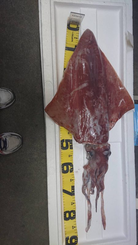 タルイカジギング