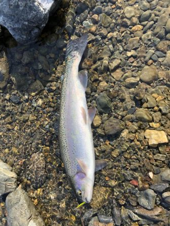 行くべし！入れ喰い芥川。